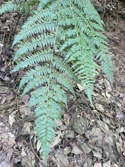 Microlepia nepalensis