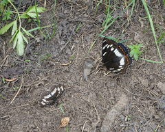 Neptis rivularis
