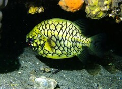 Cleidopus gloriamaris