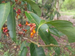 Guioa acutifolia