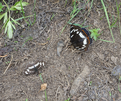 Neptis rivularis