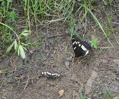Neptis rivularis