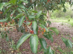 Guioa acutifolia