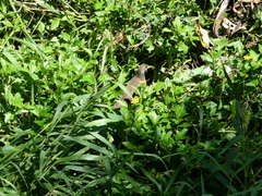 Amaurornis moluccana