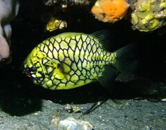 Cleidopus gloriamaris