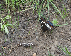 Neptis rivularis