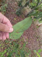 Guioa acutifolia
