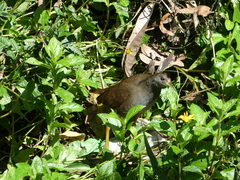 Amaurornis moluccana