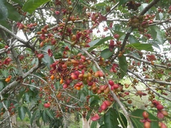 Guioa acutifolia