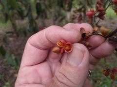 Guioa acutifolia