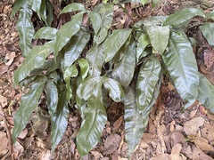 Tectaria harlandii