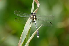 Gomphidae
