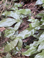 Tectaria harlandii