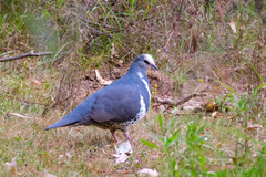 Leucosarcia melanoleuca