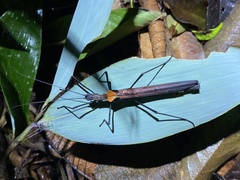 Pseudophasma castaneum