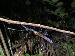 Pseudophasma castaneum