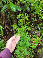 Senecio bipinnatisectus
