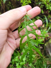 Senecio bipinnatisectus