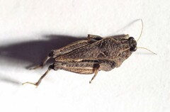 Tetrigoidea
