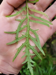 Senecio bipinnatisectus