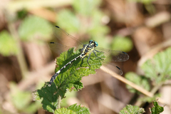 Austrogomphus amphiclitus