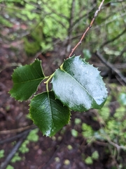 Prunus ilicifolia