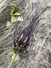 Tacca maculata