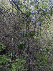 Prunus ilicifolia