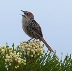 Sphenoeacus afer afer