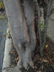 Cupaniopsis anacardioides