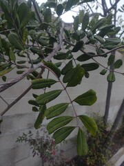 Cupaniopsis anacardioides