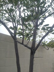 Cupaniopsis anacardioides