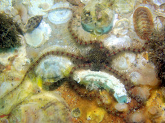 Ophiothrix
