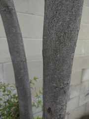 Cupaniopsis anacardioides