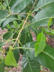 Chionanthus ramiflorus