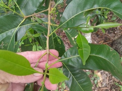 Chionanthus ramiflorus
