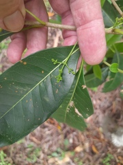 Chionanthus ramiflorus