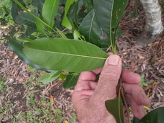 Chionanthus ramiflorus