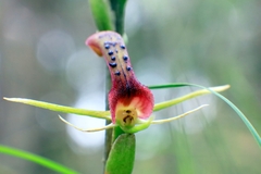 Cryptostylis leptochila