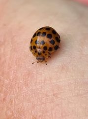 Henosepilachna sumbana