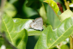 Catopyrops florinda