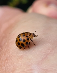 Henosepilachna sumbana