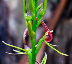 Cryptostylis leptochila