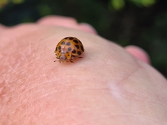 Henosepilachna sumbana