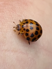 Henosepilachna sumbana