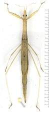 Stenopodainae