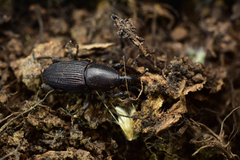 Cosmopolites sordidus