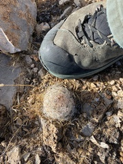 Escobaria chlorantha