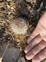 Escobaria chlorantha