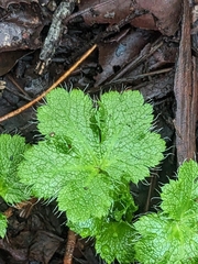 Sanicula crassicaulis